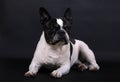 a portrait of a beautiful lying black and white french bulldog in the dark studio