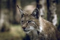 Portrait of a beautiful lynx outdoors in the wilderness with copy space for text