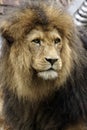 Portrait of a beautiful male African lion Royalty Free Stock Photo