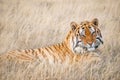 A majestic Bengal tiger relaxing in long grass. Royalty Free Stock Photo