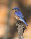 Portrait of a beautiful male eastern bluebird Royalty Free Stock Photo