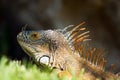 Male Green iguana with orange skin resting in grass Royalty Free Stock Photo