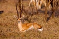 Portrait of a beautiful male impala ram, Africa. Royalty Free Stock Photo