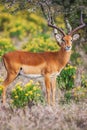 Portrait of a beautiful male impala ram, Africa.