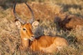 Portrait of a beautiful male impala ram, Africa. Royalty Free Stock Photo