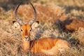 Portrait of a beautiful male impala ram, Africa. Royalty Free Stock Photo