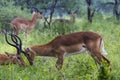 A portrait of a beautiful male impala ram.Tarangire National Par Royalty Free Stock Photo