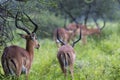 A portrait of a beautiful male impala ram.Tarangire National Par Royalty Free Stock Photo