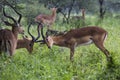 A portrait of a beautiful male impala ram.Tarangire National Par Royalty Free Stock Photo