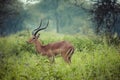 A portrait of a beautiful male impala ram.Tarangire National Par Royalty Free Stock Photo