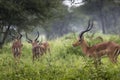 A portrait of a beautiful male impala ram.Tarangire National Par Royalty Free Stock Photo