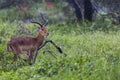 A portrait of a beautiful male impala ram.Tarangire National Par Royalty Free Stock Photo