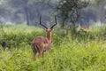 A portrait of a beautiful male impala ram.Tarangire National Par Royalty Free Stock Photo