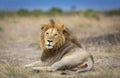 Portrait of a beautiful male lion with big mane lying down in Masai Mara in Kenya Royalty Free Stock Photo