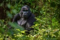 Portrait of a beautiful male mountain gorilla in the wild. Royalty Free Stock Photo