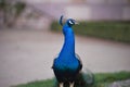 Portrait of the beautiful male peacock in the castle garden in the Prague Royalty Free Stock Photo