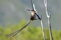 A portrait of a beautiful male sugarbird