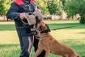 K9 police dog, belgian malinois shepherd Royalty Free Stock Photo