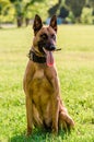 K9 police dog, belgian malinois shepherd Royalty Free Stock Photo