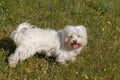 Portrait of beautiful maltese dog in the grass