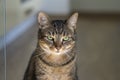 Portrait of beautiful marble cat, serious and thoughtful expression, face with amazing lime green eyes