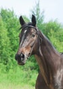 Portrait of beautiful mare