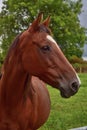 Portrait of a beautiful mare in Ireland
