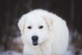 Portrait of beautiful maremmano abruzzese sheepdog. Close-up image of big white fluffy dog is on the snow in the forest