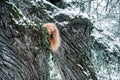 Portrait beautiful mature redheaded woman with red curly hair looking mischievously behind old snow-covered willow trees in winter