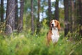 Portrait of a beautiful mixed bread dog sitting among grass and flowers