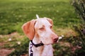 portrait of beautiful mixed race dog sitting outdoors at the park looking at the camera