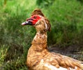 Portrait of a beautiful muscovy duck on a farm, male Royalty Free Stock Photo