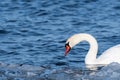 Beautiful Mute Swan Portrait Royalty Free Stock Photo