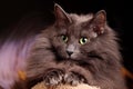 A portrait of a beautiful norwegian forest cat Royalty Free Stock Photo