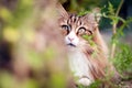 Portrait of a beautiful norwegian forest cat hidden behind a tree Royalty Free Stock Photo