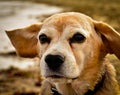 Portrait of a beautiful old Beagle dog, with floppy ears in the wind Royalty Free Stock Photo