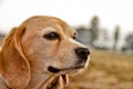 Portrait of a beautiful old Beagle dog, with floppy ears in the wind Royalty Free Stock Photo