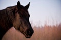 Portrait of beautiful old black horse with white star and long mane Royalty Free Stock Photo