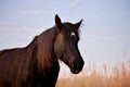 Portrait of beautiful old black horse with white star and long mane Royalty Free Stock Photo