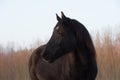Portrait of beautiful old black horse with white star and long mane Royalty Free Stock Photo
