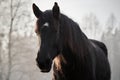 Portrait of beautiful old black horse with white star and long mane in sunset Royalty Free Stock Photo