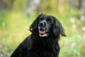 Portrait of a beautiful, old black spaniel dog on a natural bright green grass background Royalty Free Stock Photo