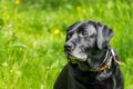 Portrait of a beautiful, old, sad Black Labrador dog. Royalty Free Stock Photo