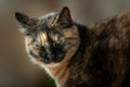 Portrait of a multi-colored, adult, feral Jerusalem street cat