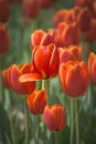 Portrait of Beautiful Orange Tulips Blooming Royalty Free Stock Photo