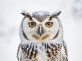Portrait of a beautiful owl on a background Royalty Free Stock Photo