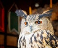 Portrait of a Beautiful Owl.