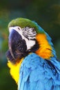 A portrait of a beautiful parrot