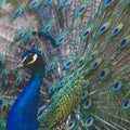 Portrait of beautiful peacock with feathers out Royalty Free Stock Photo