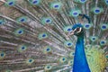 Portrait of beautiful peacock with feathers out Royalty Free Stock Photo